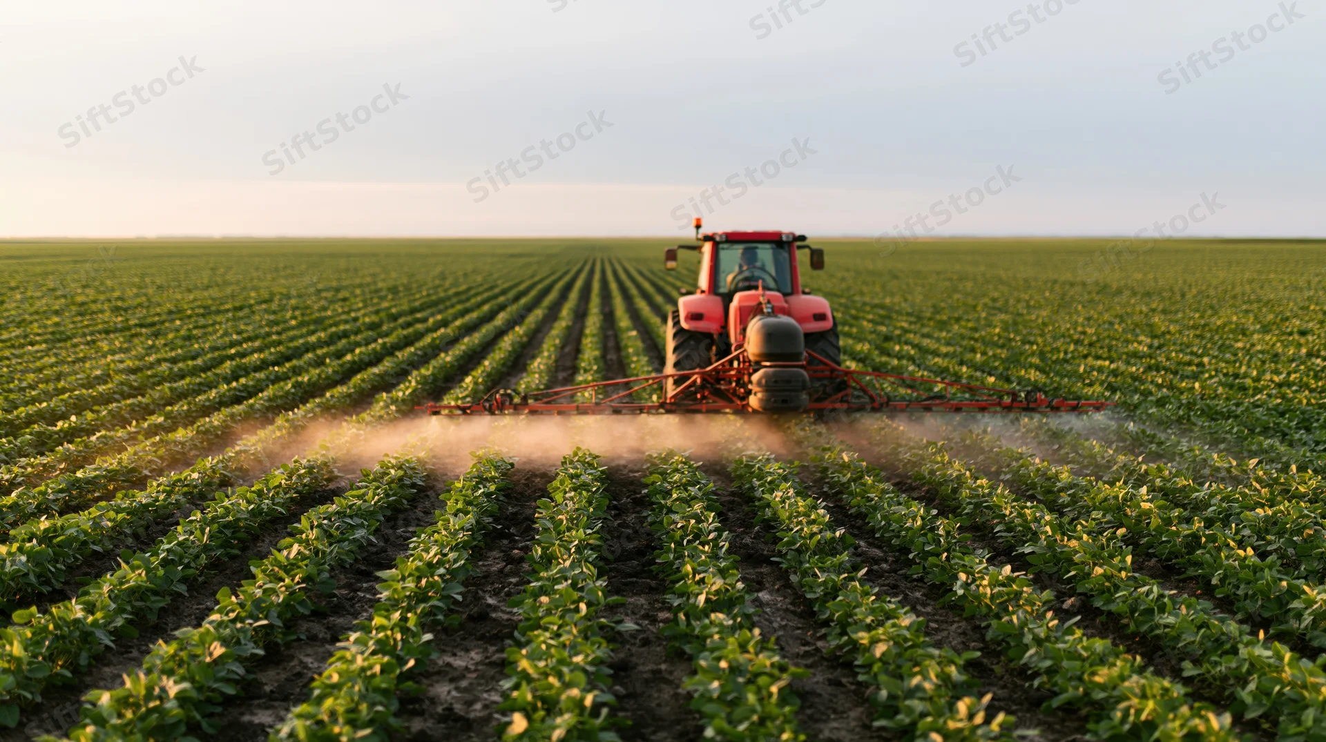 Red tractor spraying soybean field in rows during daytime