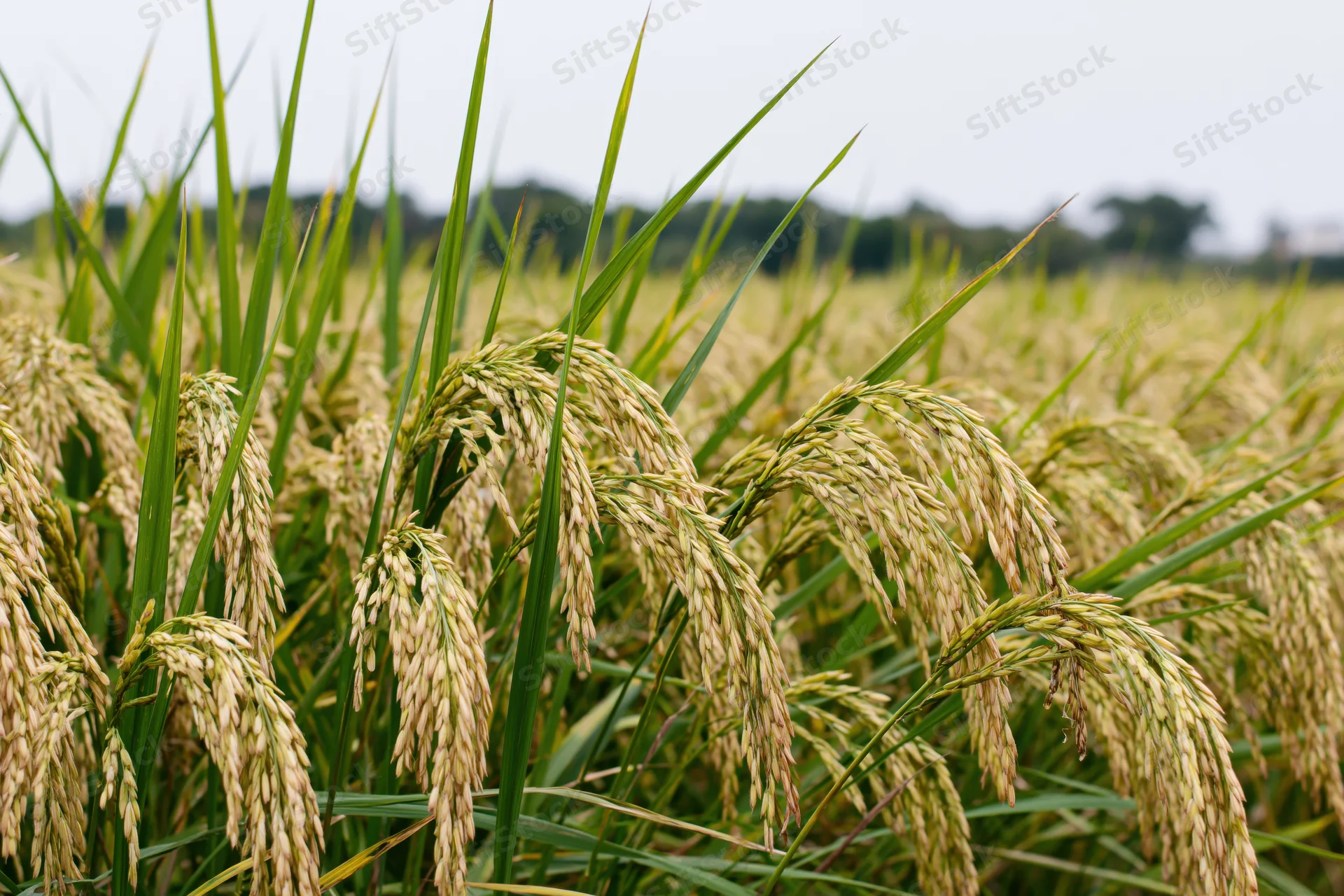 Close-up of golden rice stalks bending under heavy grain heads in a paddy field