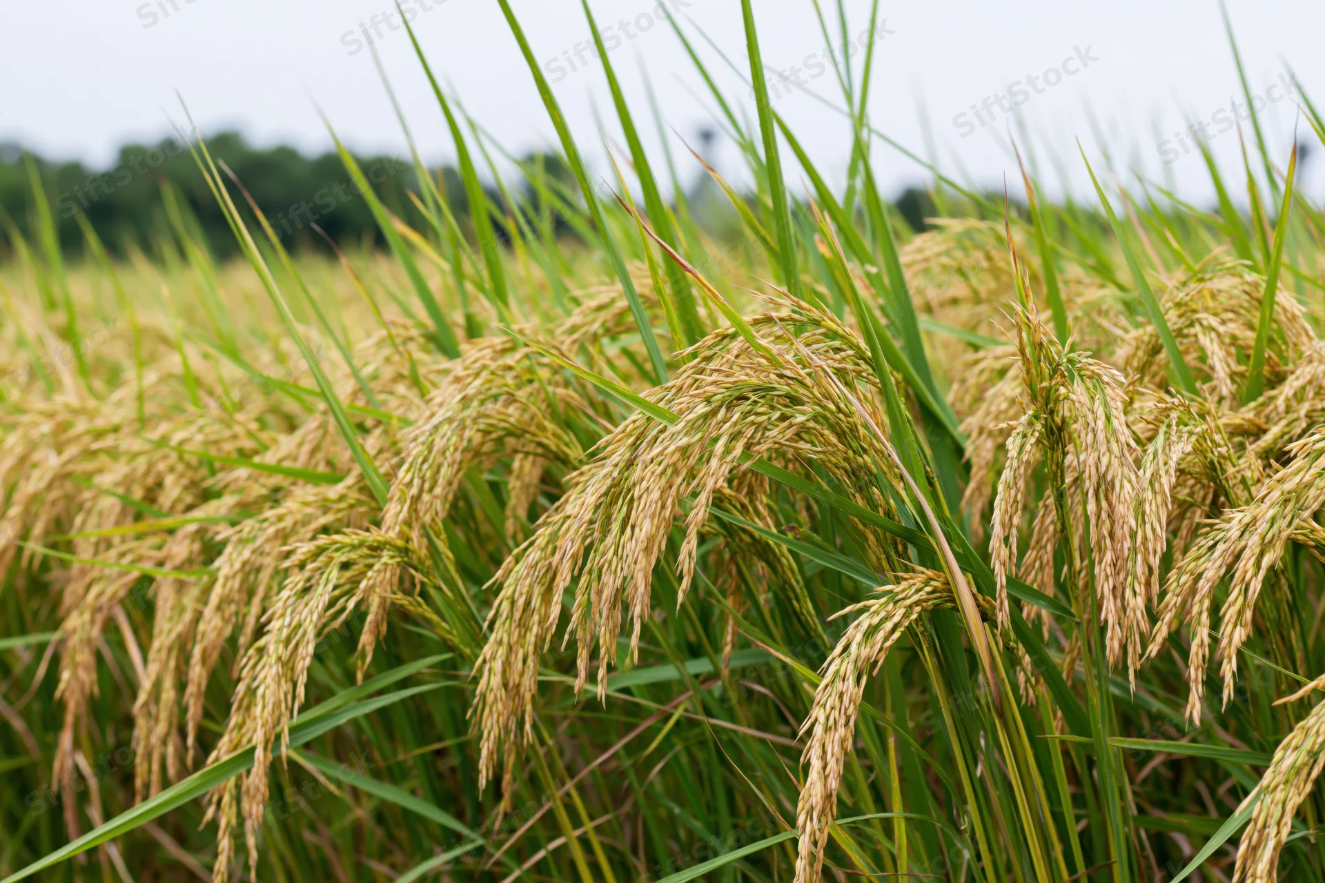 Closeup of golden rice stalks bending in a paddy field under overcast sky