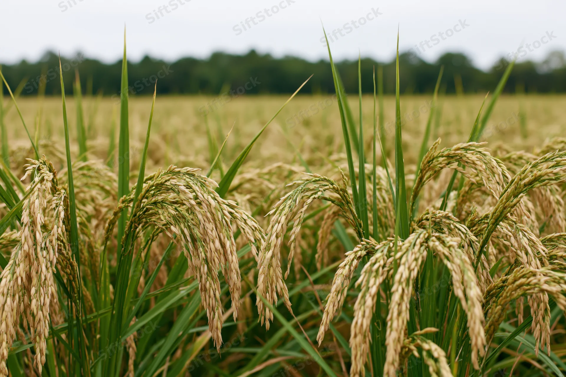 Close-up of golden rice stalks bending in a paddy field under an overcast sky