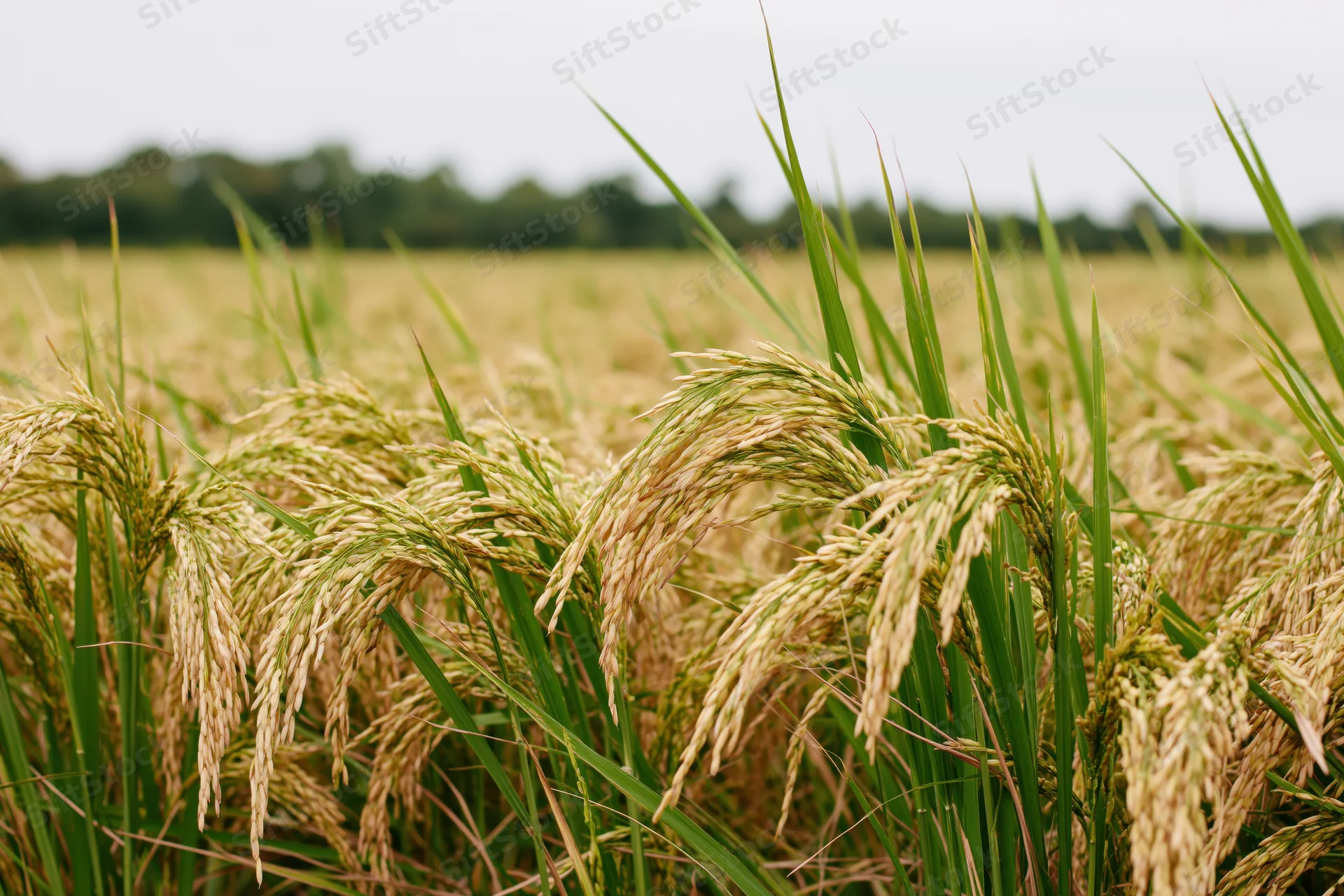 Close-up of golden rice stalks bending in a paddy field under an overcast sky