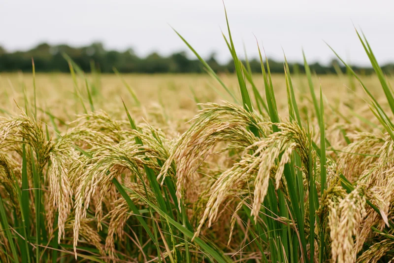 Close-up of golden rice stalks bending in a paddy field under an overcast sky