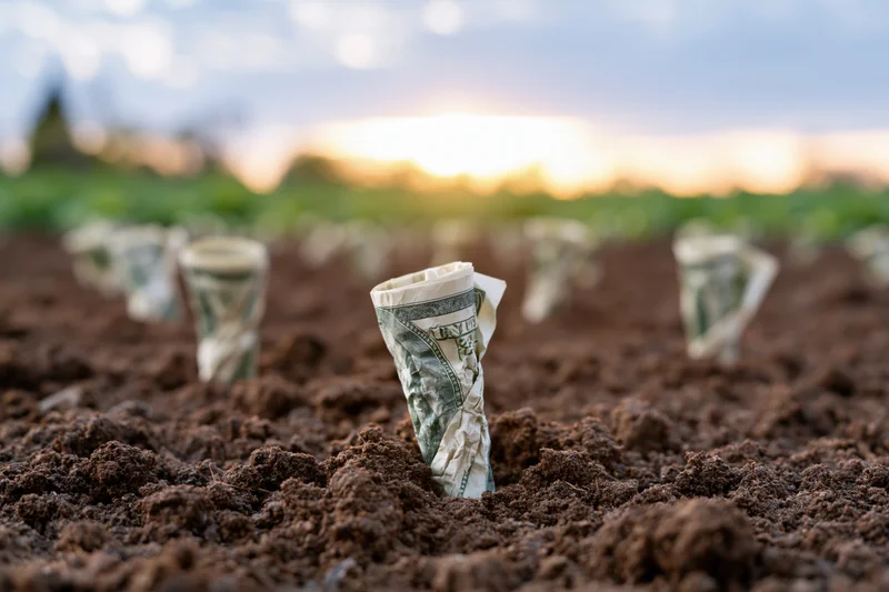 Rolled hundred-dollar bills planted upright in rows in dark soil at sunset