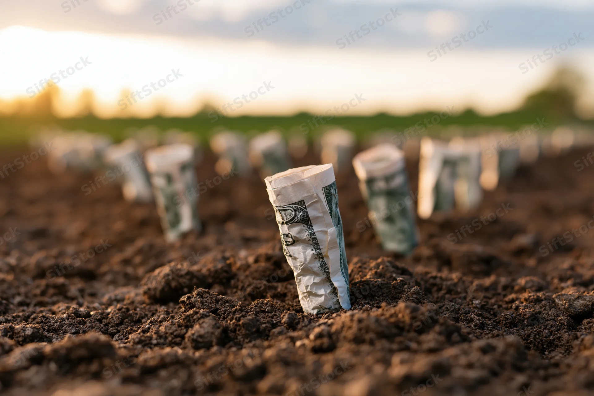 Rolled hundred-dollar bills planted upright in rows in dark soil at sunset