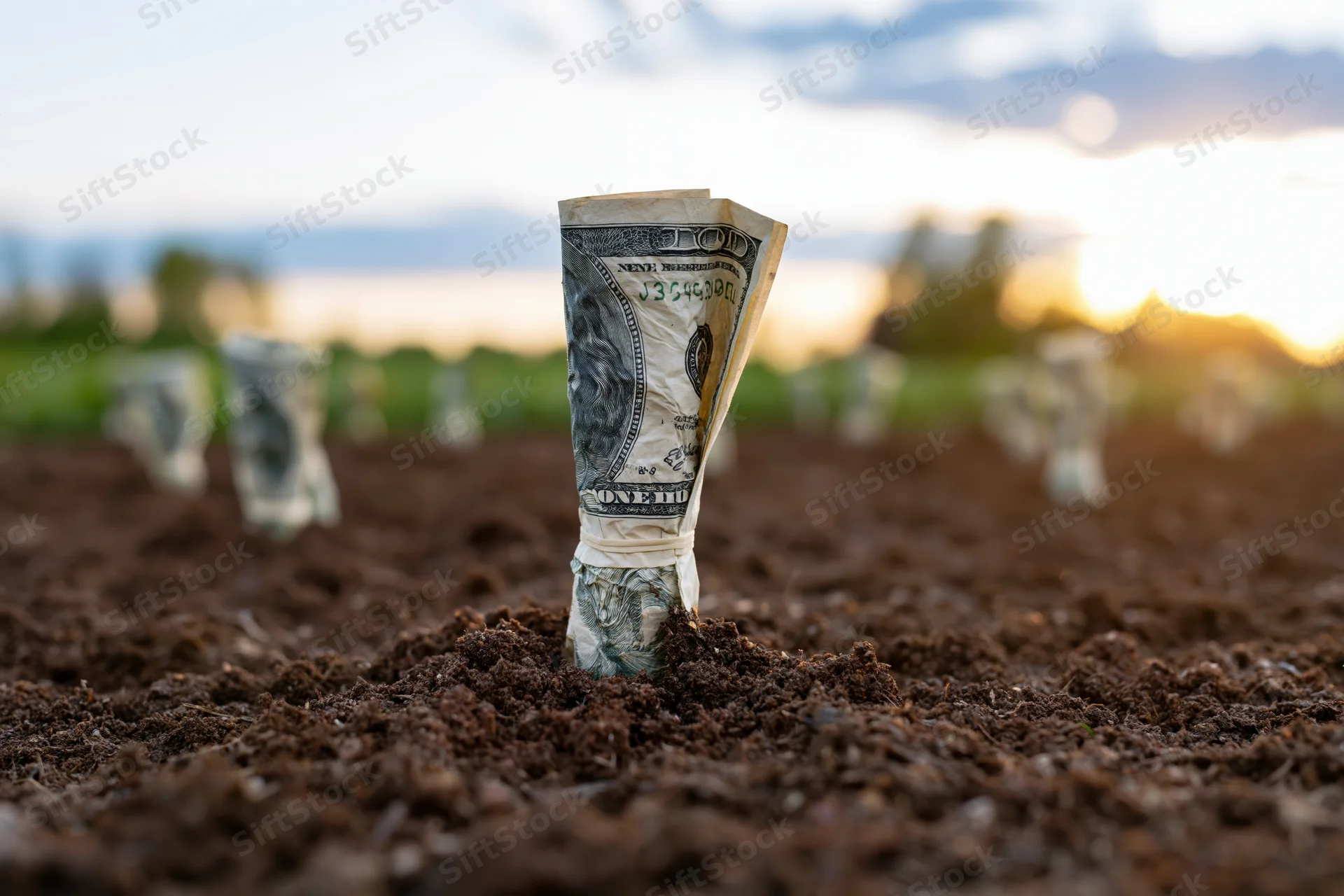 Rolled hundred-dollar bills planted upright in rows in dark soil at sunset