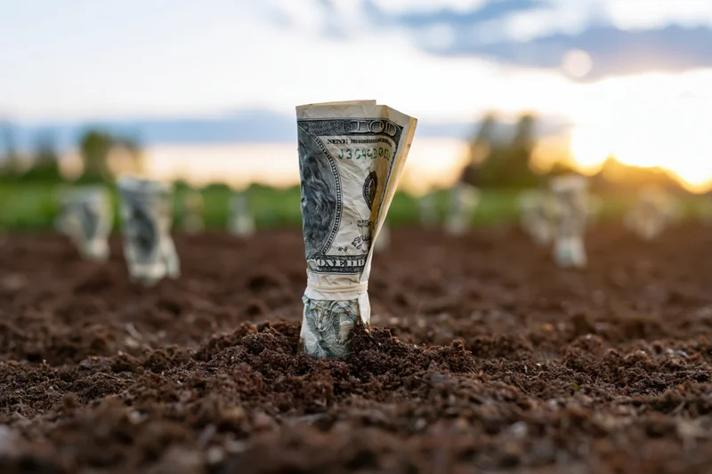 Rolled hundred-dollar bills planted upright in rows in dark soil at sunset