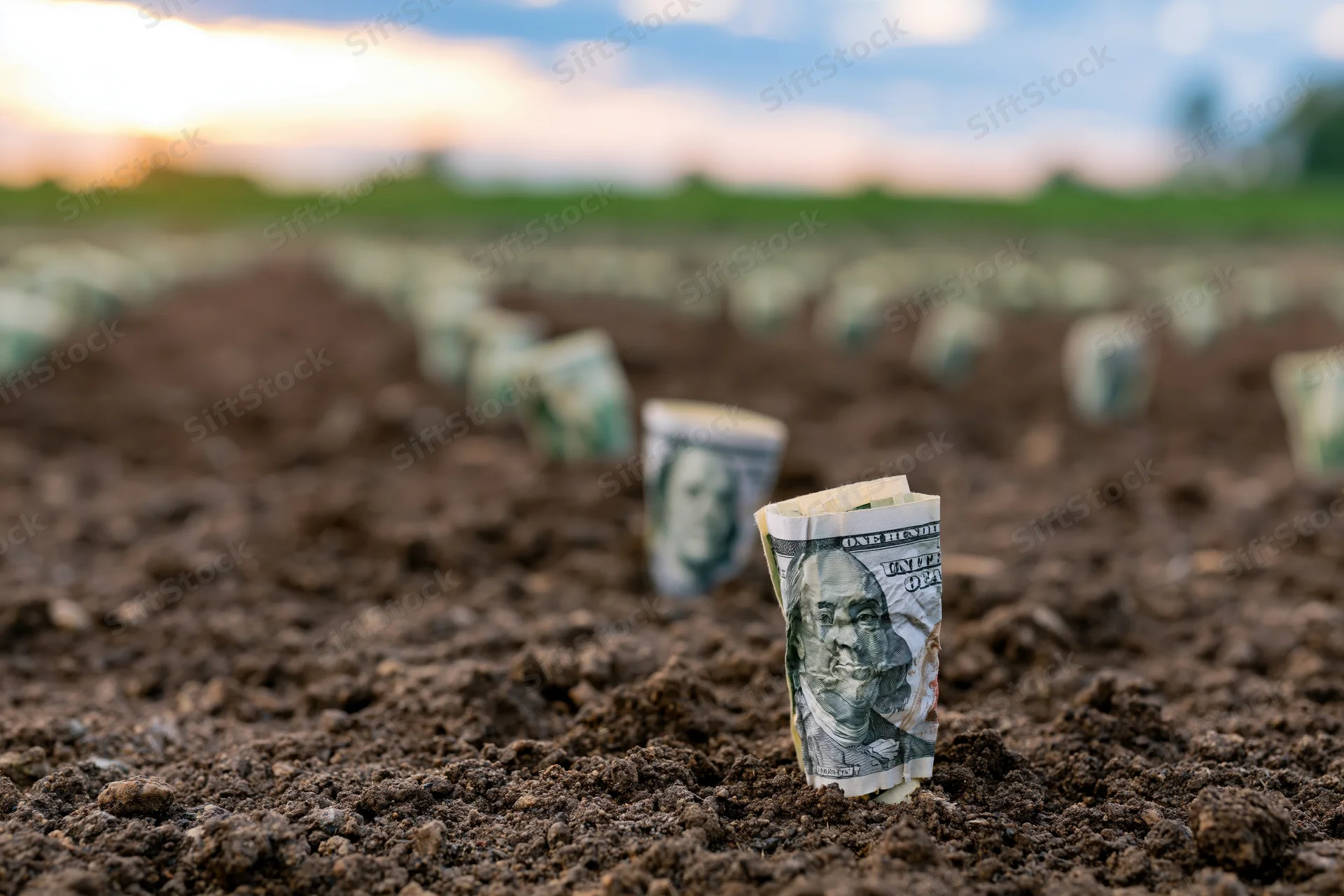Rolled hundred-dollar bills planted in rows in dark soil field at sunset