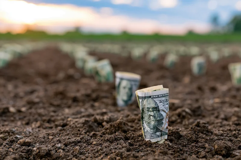 Rolled hundred-dollar bills planted in rows in dark soil field at sunset