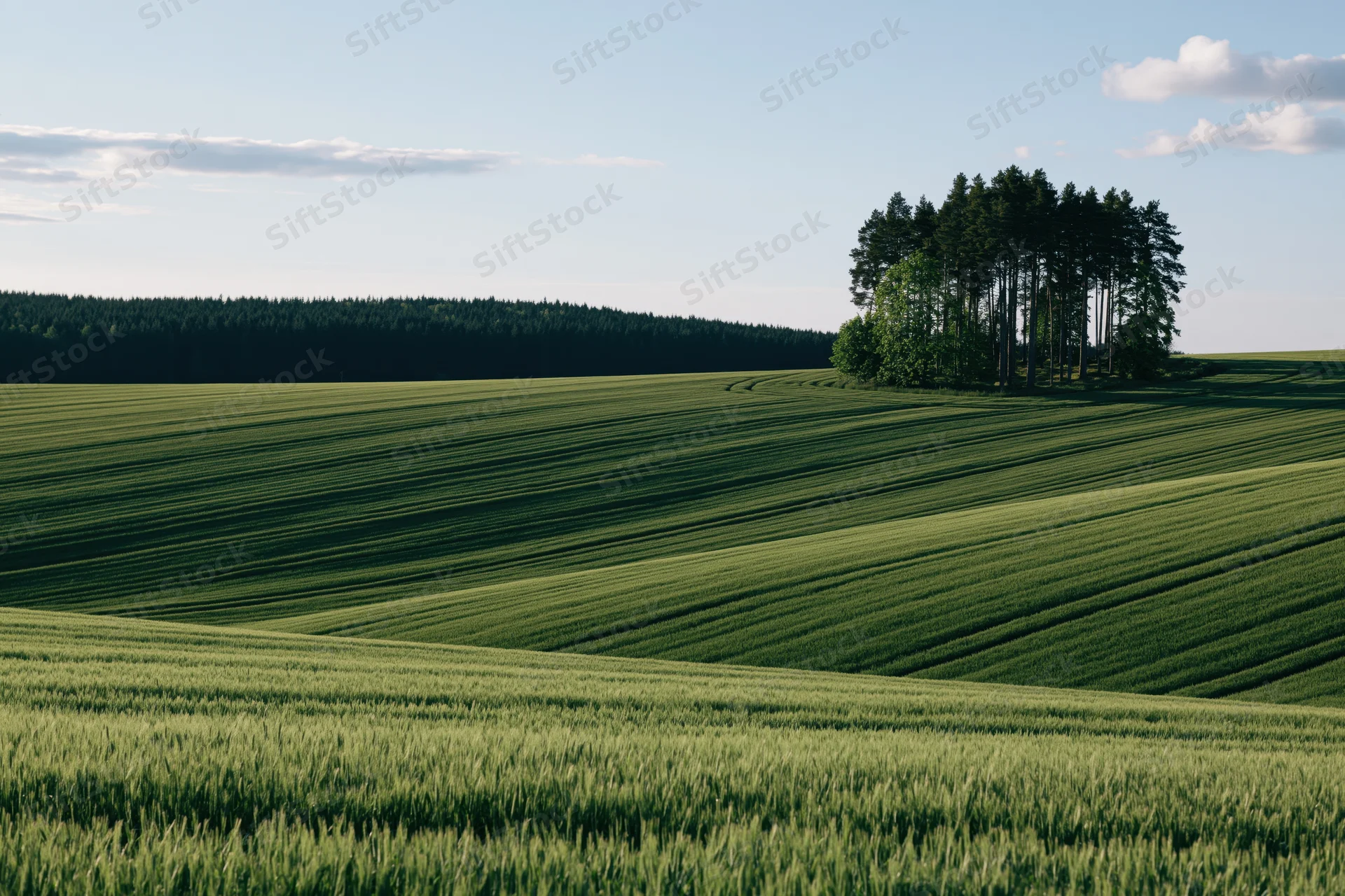 Rolling green crop fields sweeping across gentle hills with a cluster of pine trees under a partly cloudy sky