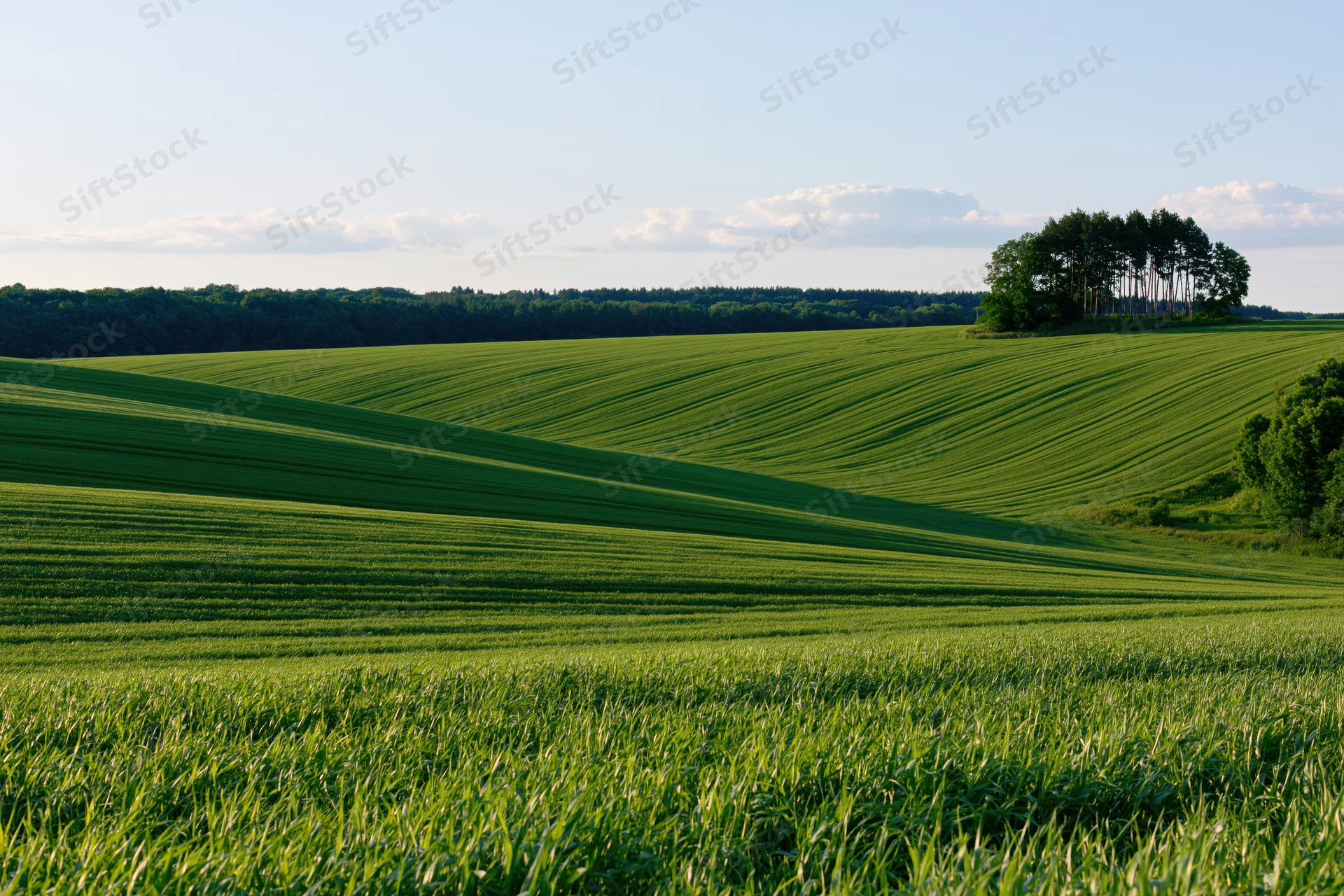 Rolling green crop fields sweeping across gentle hills under a clear sky