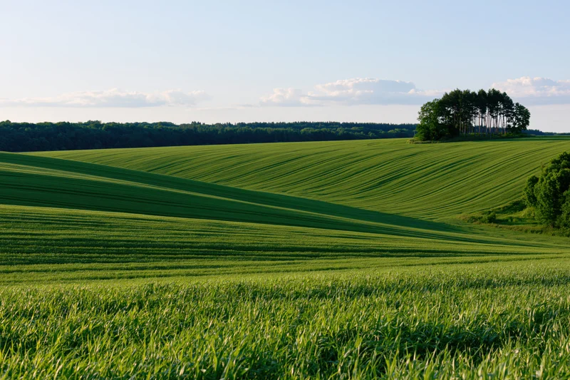 Rolling green crop fields sweeping across gentle hills under a clear sky
