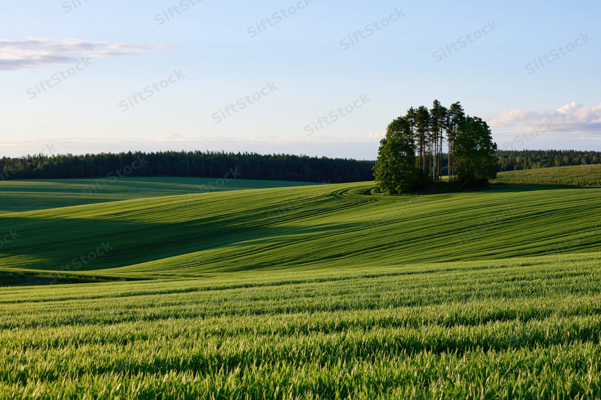 Rolling green crop fields sweeping across gentle hills under a clear blue sky