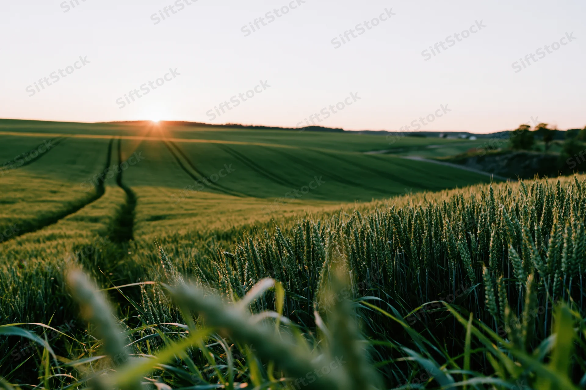Rolling green wheat field with tractor tracks winding through at sunset