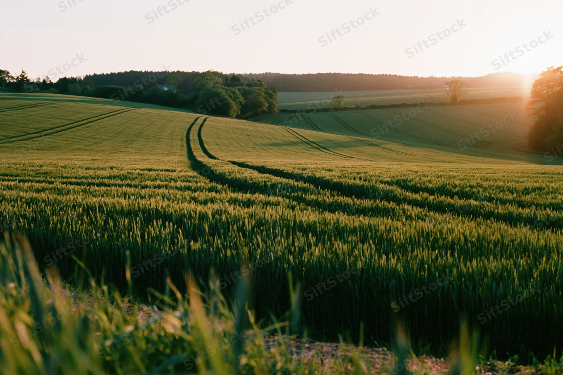 Rolling green wheat field with tractor tracks winding through at sunset