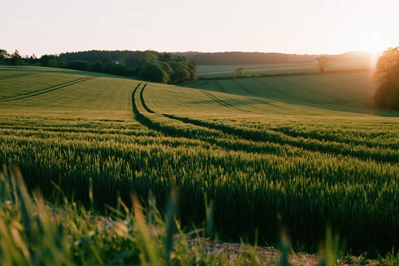 Rolling green wheat field with tractor tracks winding through at sunset