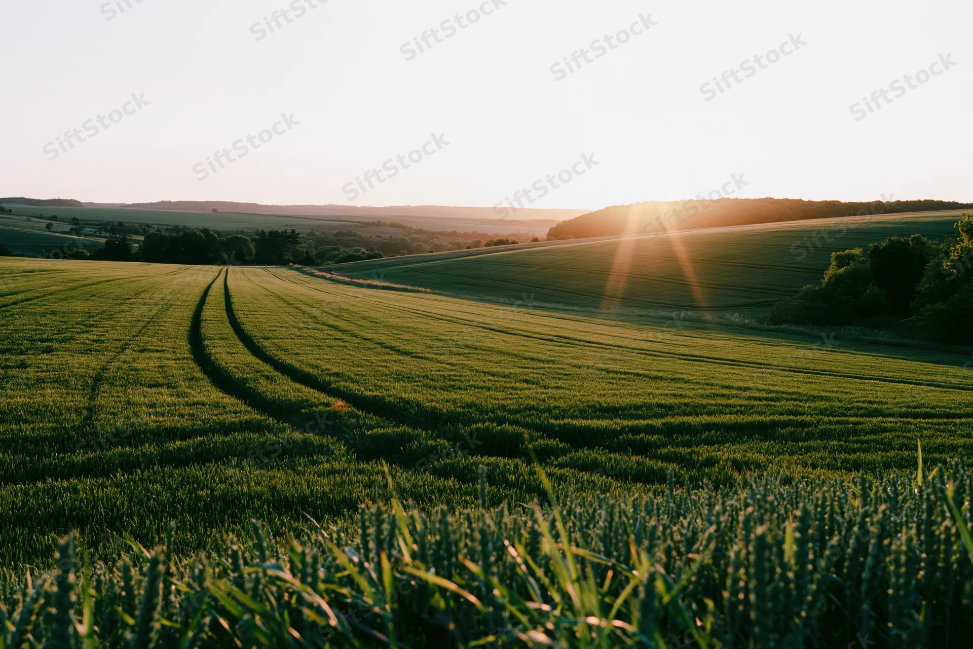 Rolling green wheat field with tractor tracks winding through at sunset
