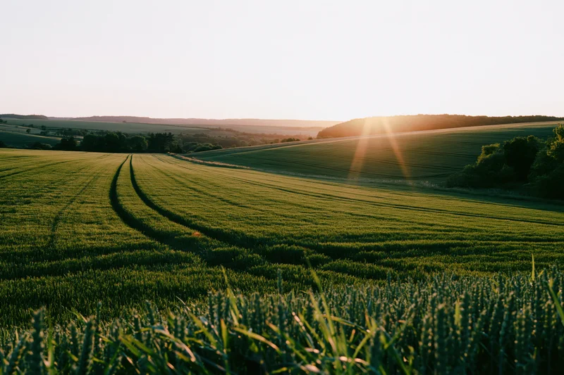 Rolling green wheat field with tractor tracks winding through at sunset