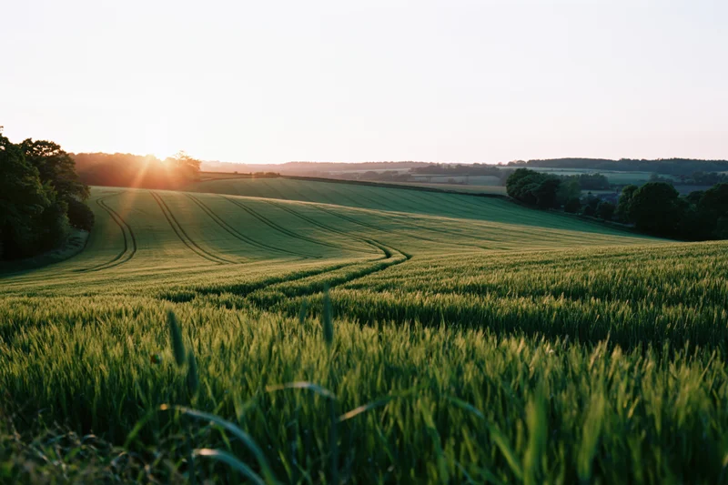 Rolling green wheat field with tractor tracks winding through at sunset