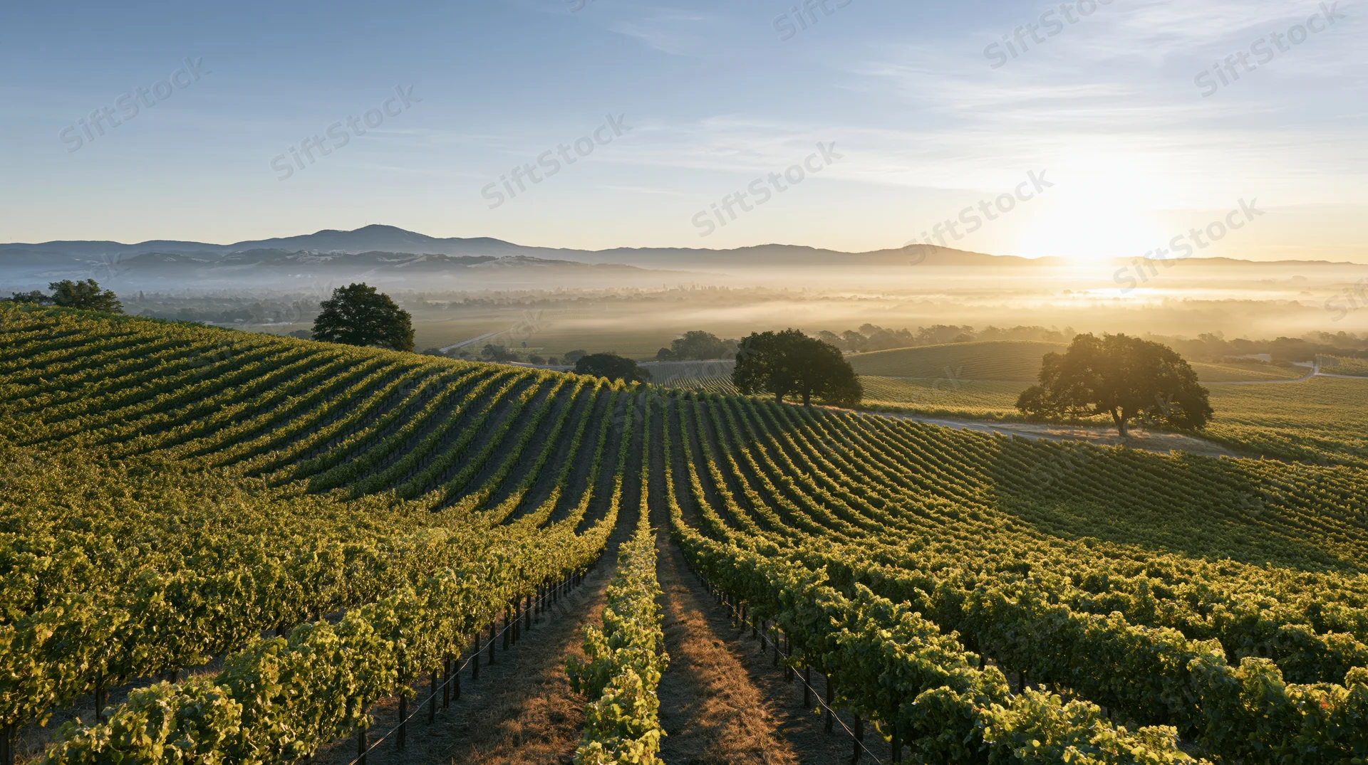 Rows of grapevines stretching across rolling hills at sunrise with mist in the valley