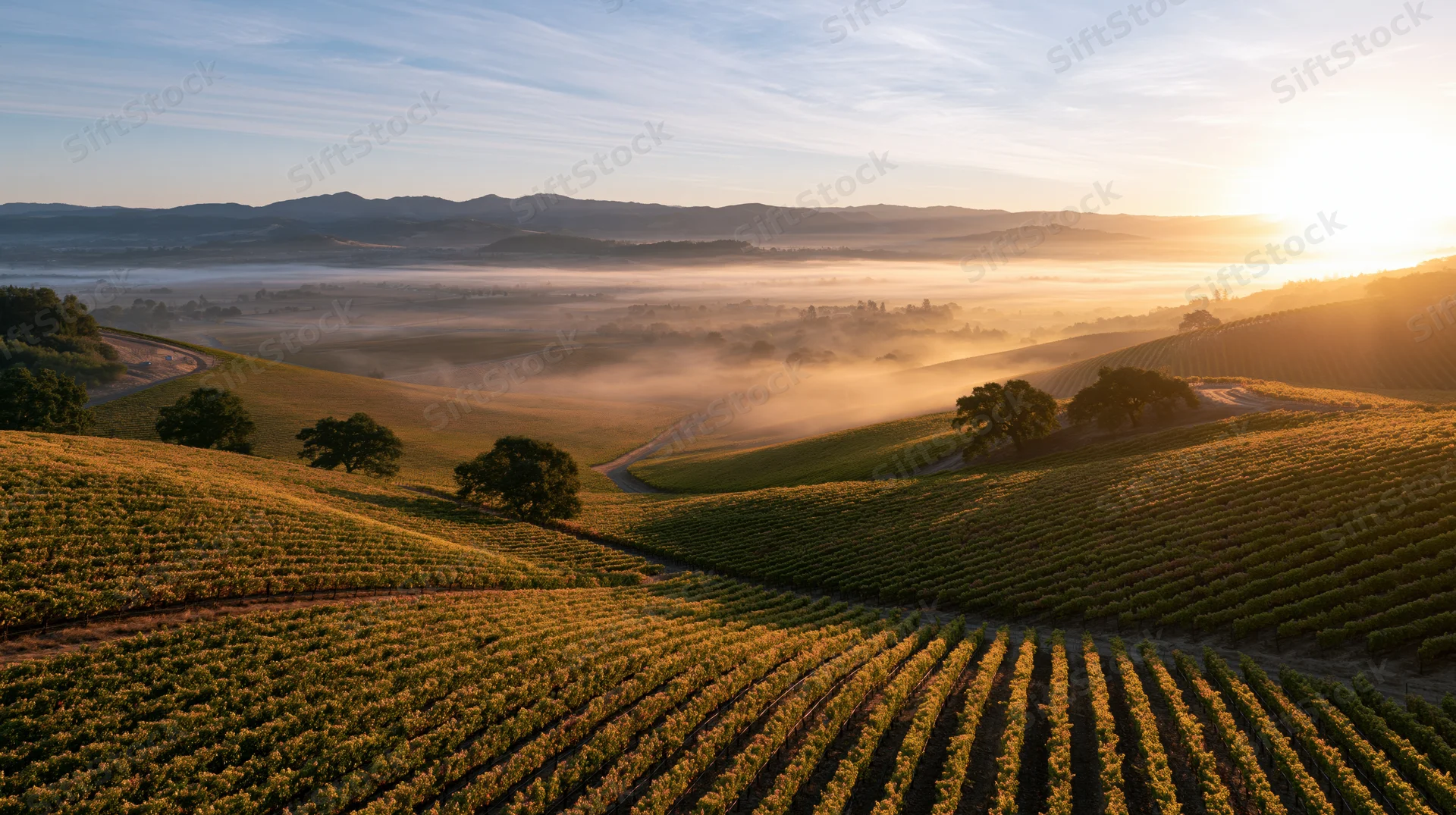 Rolling vineyard rows stretching across gently sloping hills at sunrise with fog in the valley
