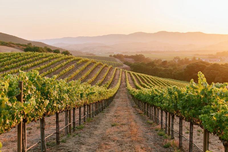 Rows of grapevines stretching across gently sloping hills at sunset