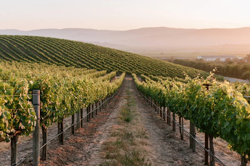 Rows of grapevines stretching across gently sloping hills at sunset