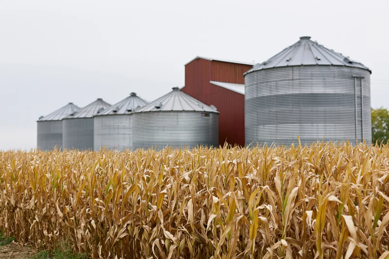 Mature cornfield in front of a row of corrugated steel grain silos and a red barn