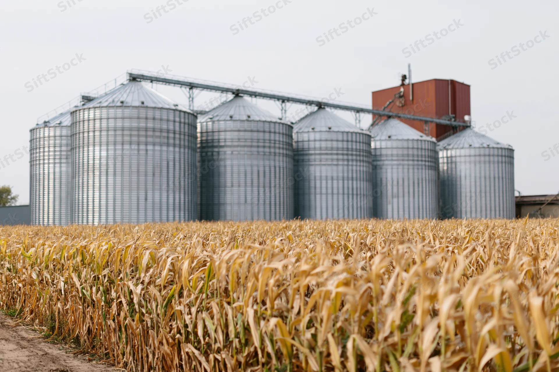 Row of large corrugated steel grain silos behind a dry cornfield in rural farmland
