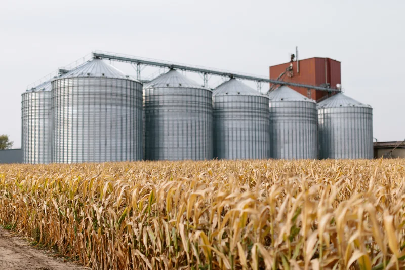 Row of large corrugated steel grain silos behind a dry cornfield in rural farmland