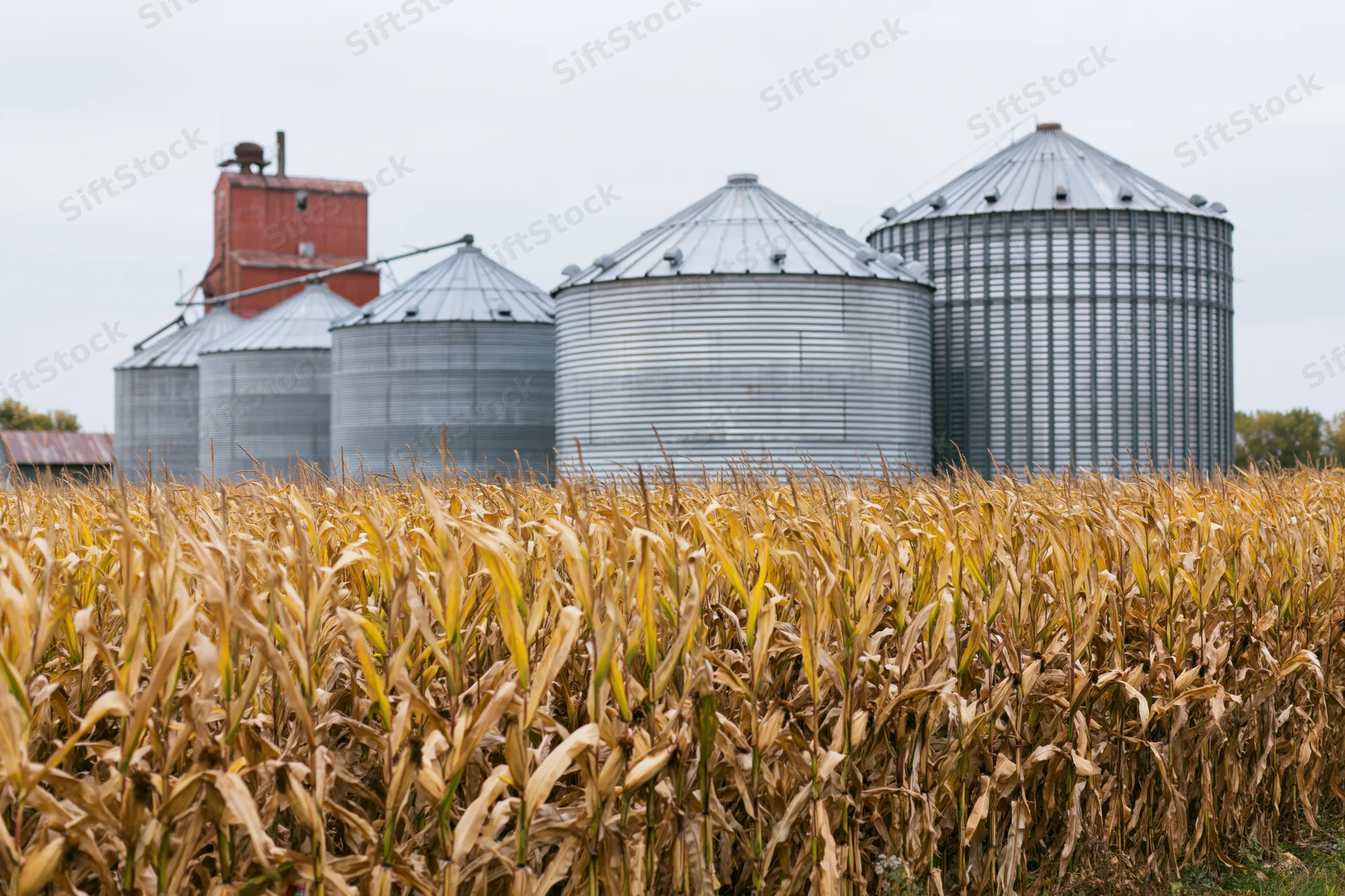 Mature cornfield in front of row of corrugated steel grain silos on a farm
