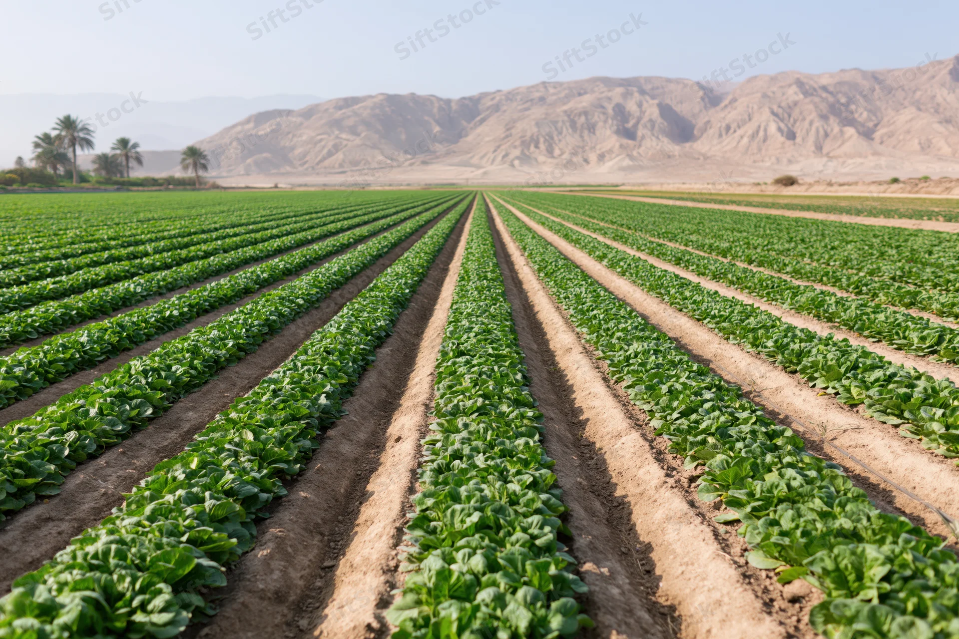 Rows of green lettuce crops growing in neat lines across a farm field with mountains in the background