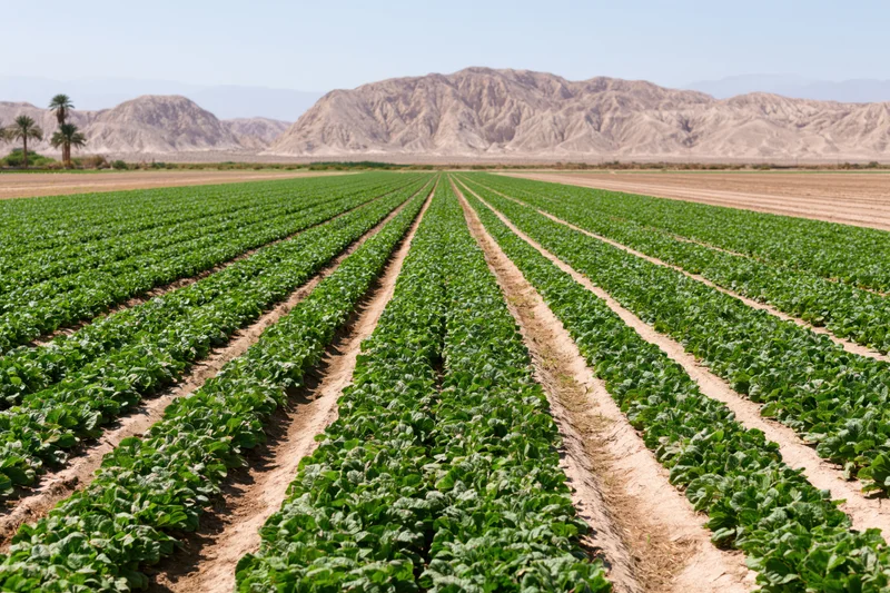 Rows of green vegetable crops growing in a desert farm field with mountains in the background