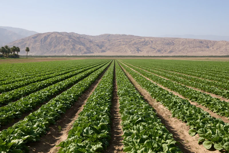 Rows of green leafy vegetables growing in neat lines across a farm field with mountains in the background