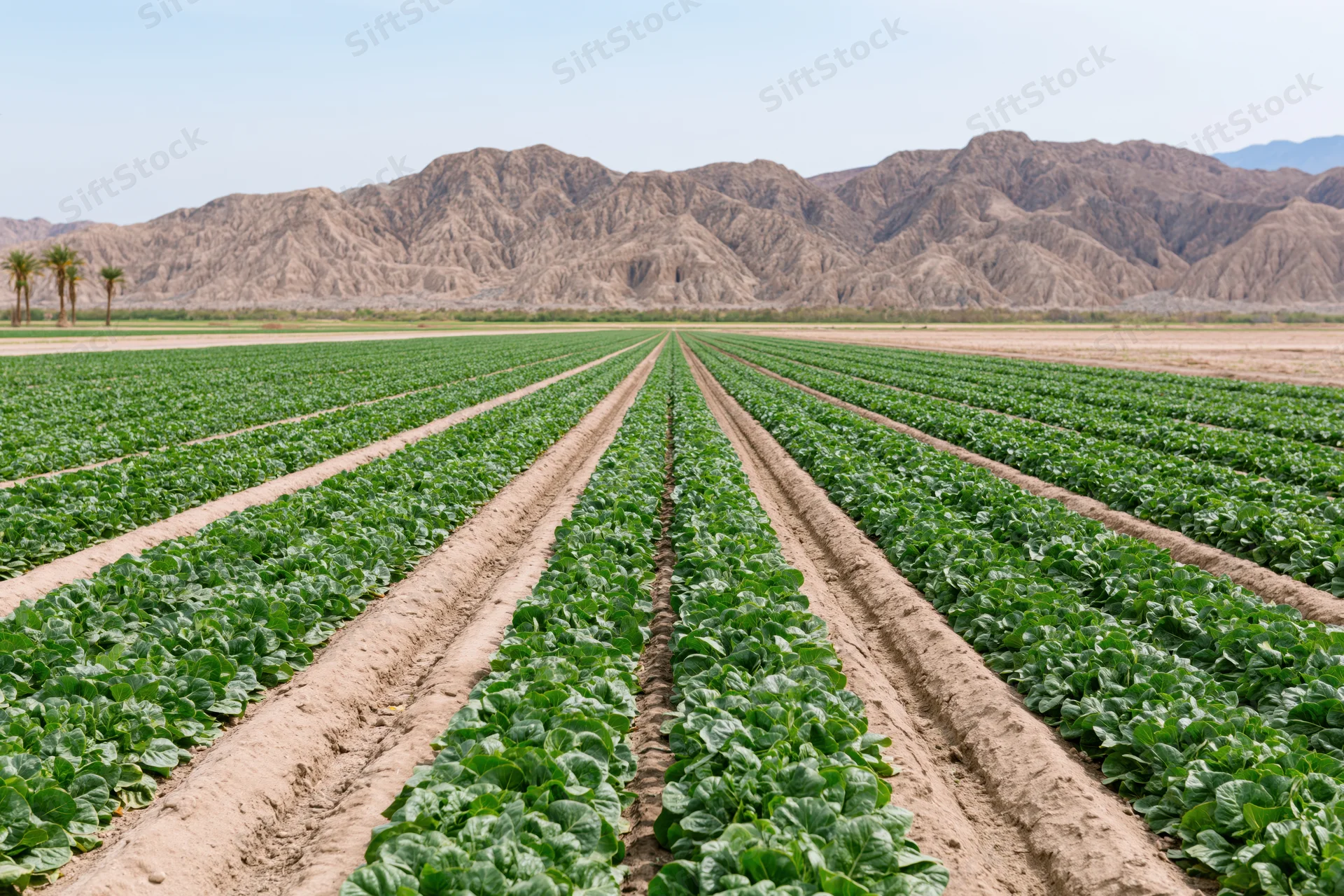 Rows of green vegetable crops growing in an arid field with mountains in the background