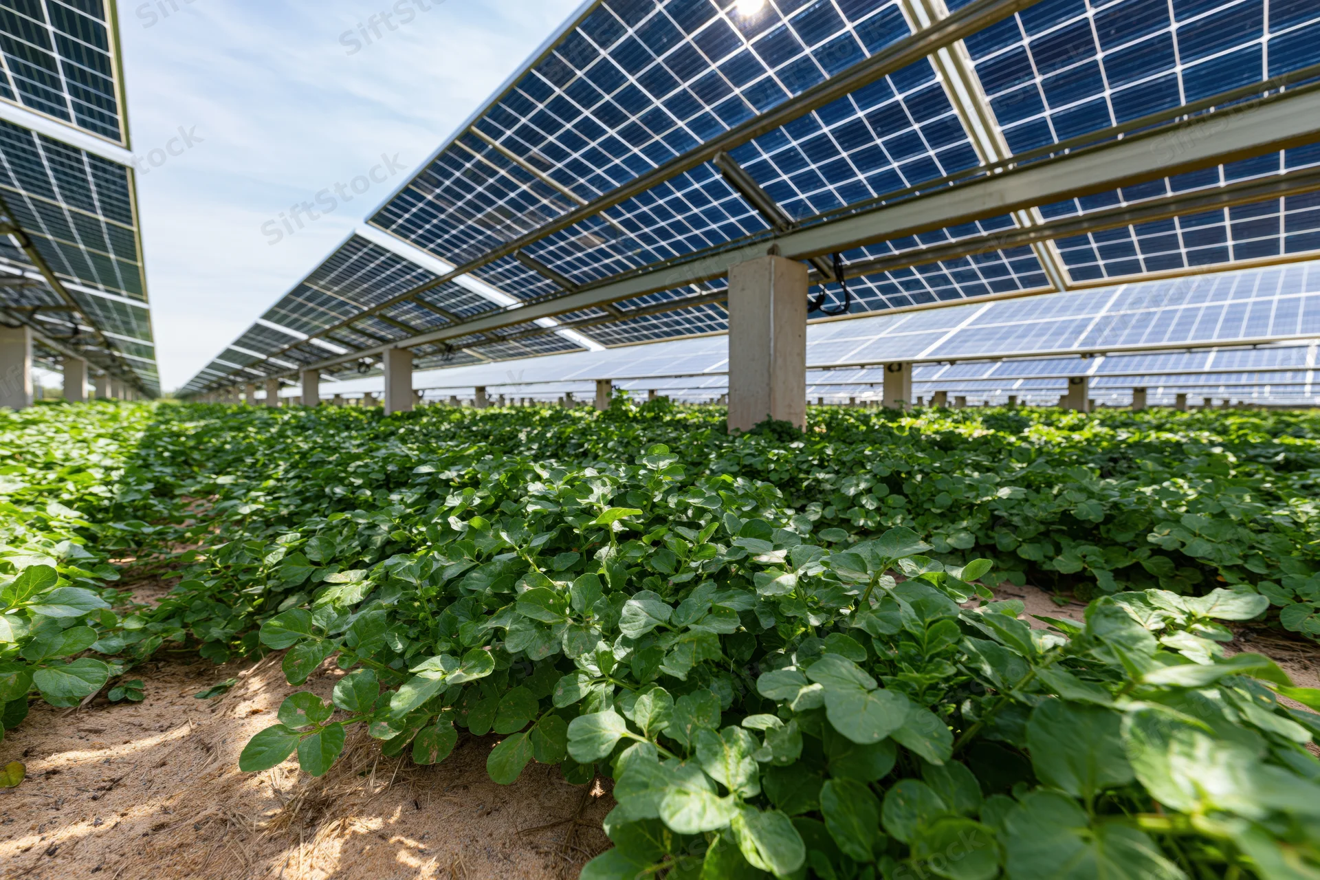 Rows of elevated solar panels mounted on concrete posts above green crops in a field