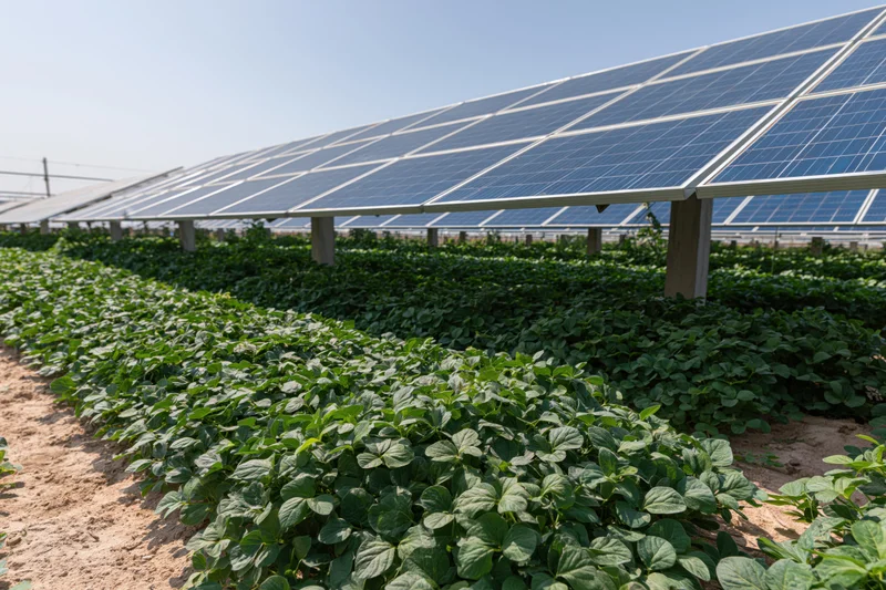 Solar panels mounted on posts above rows of soybean crops in a farm field