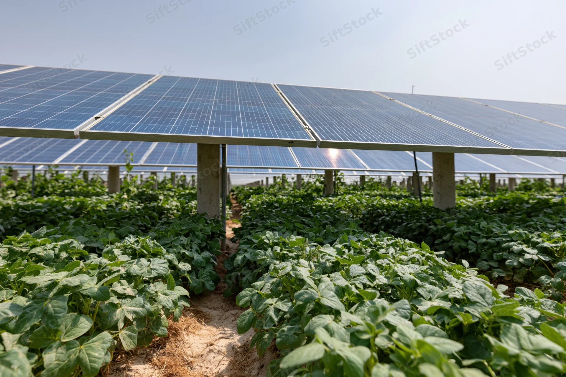 Solar panels mounted on concrete posts above rows of green soybean crops in a farm field