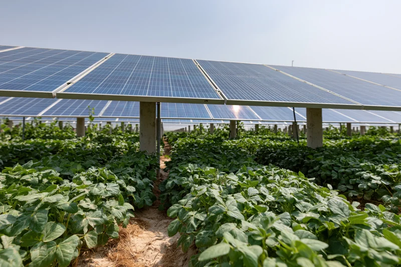 Solar panels mounted on concrete posts above rows of green soybean crops in a farm field