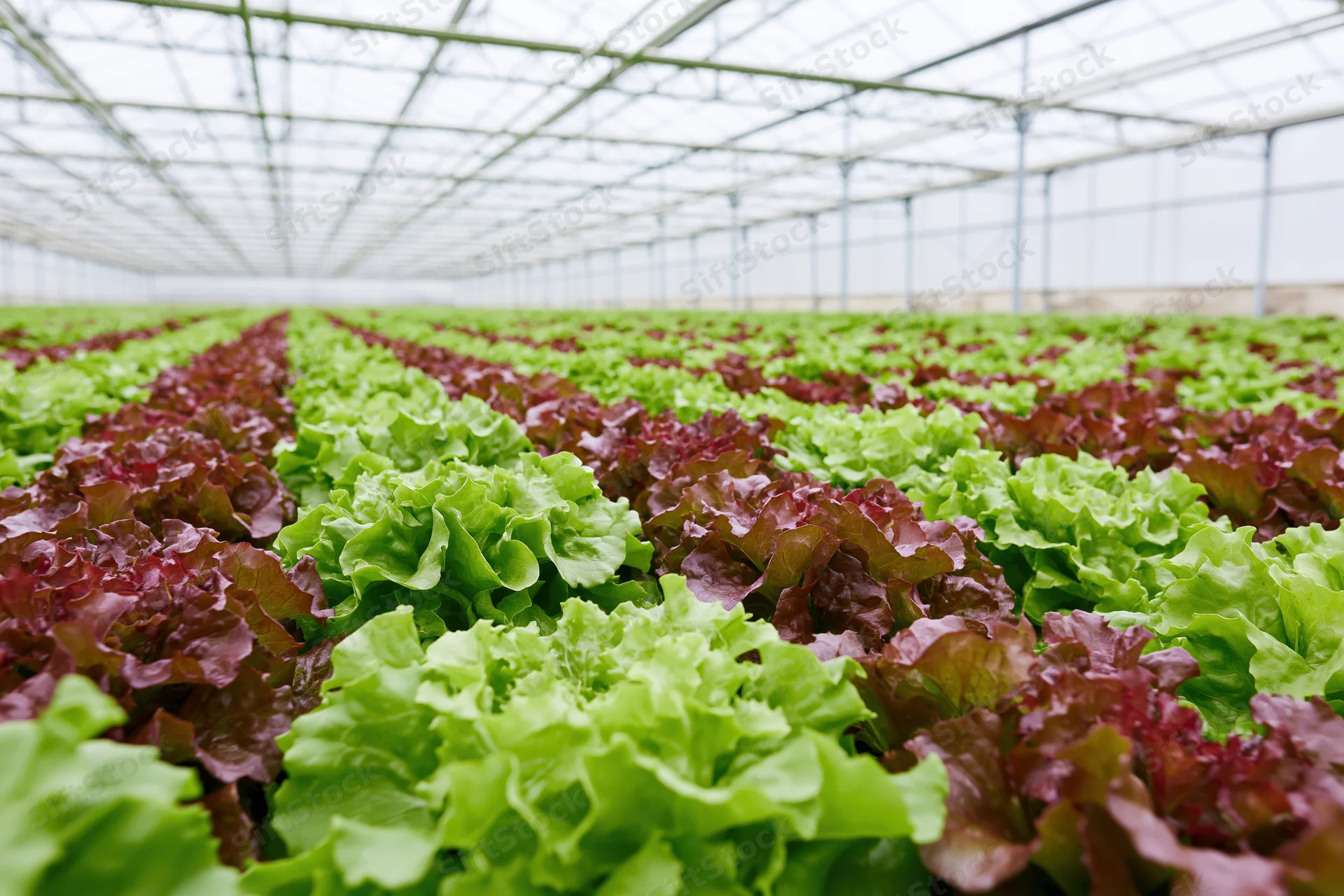 Rows of green and red leaf lettuce growing in a greenhouse