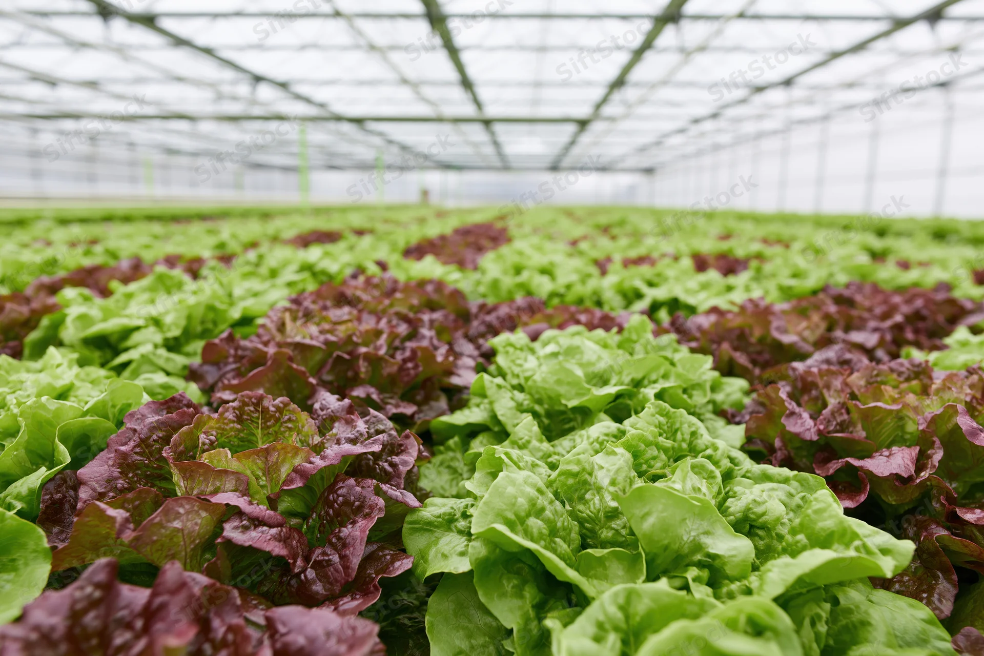 Rows of green and red leaf lettuce growing in a greenhouse under a metal frame structure