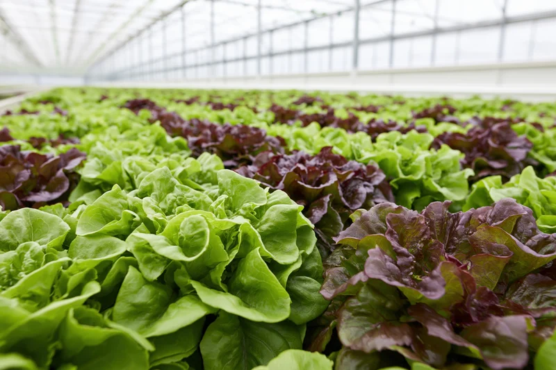 Rows of green and red leaf lettuce growing in a greenhouse