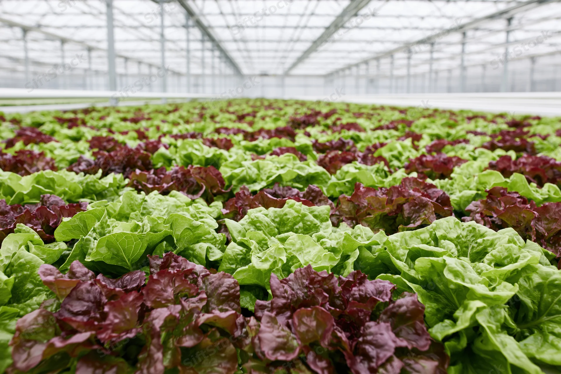 Rows of green and red leaf lettuce growing in a greenhouse hydroponic farm