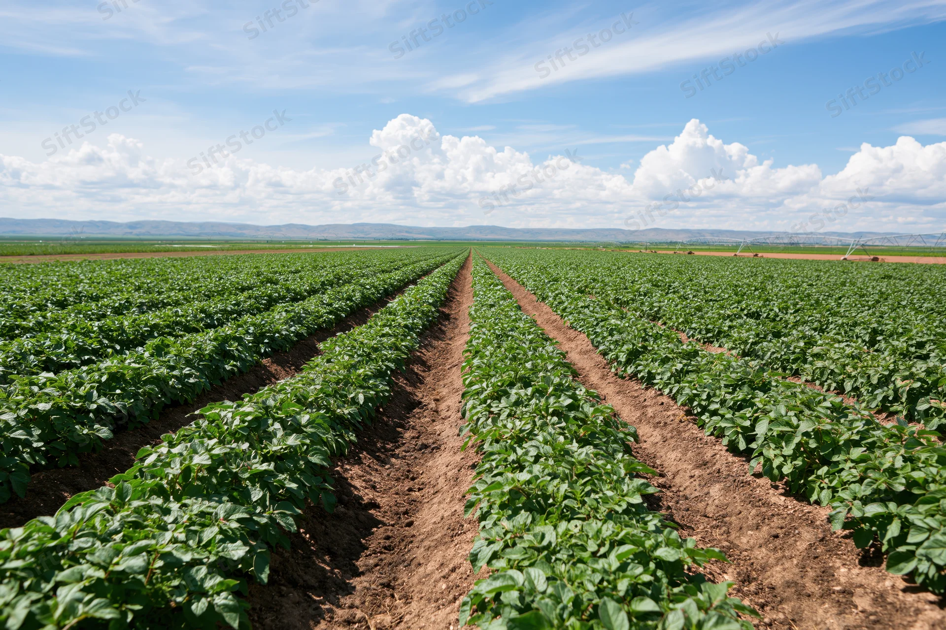 Rows of green potato plants growing in a field under a blue sky with clouds