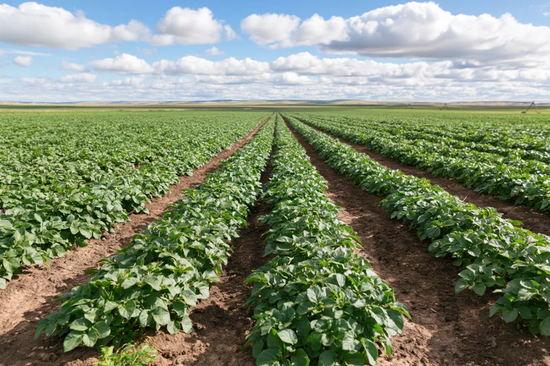Rows of green potato plants growing in a field under a blue sky with clouds