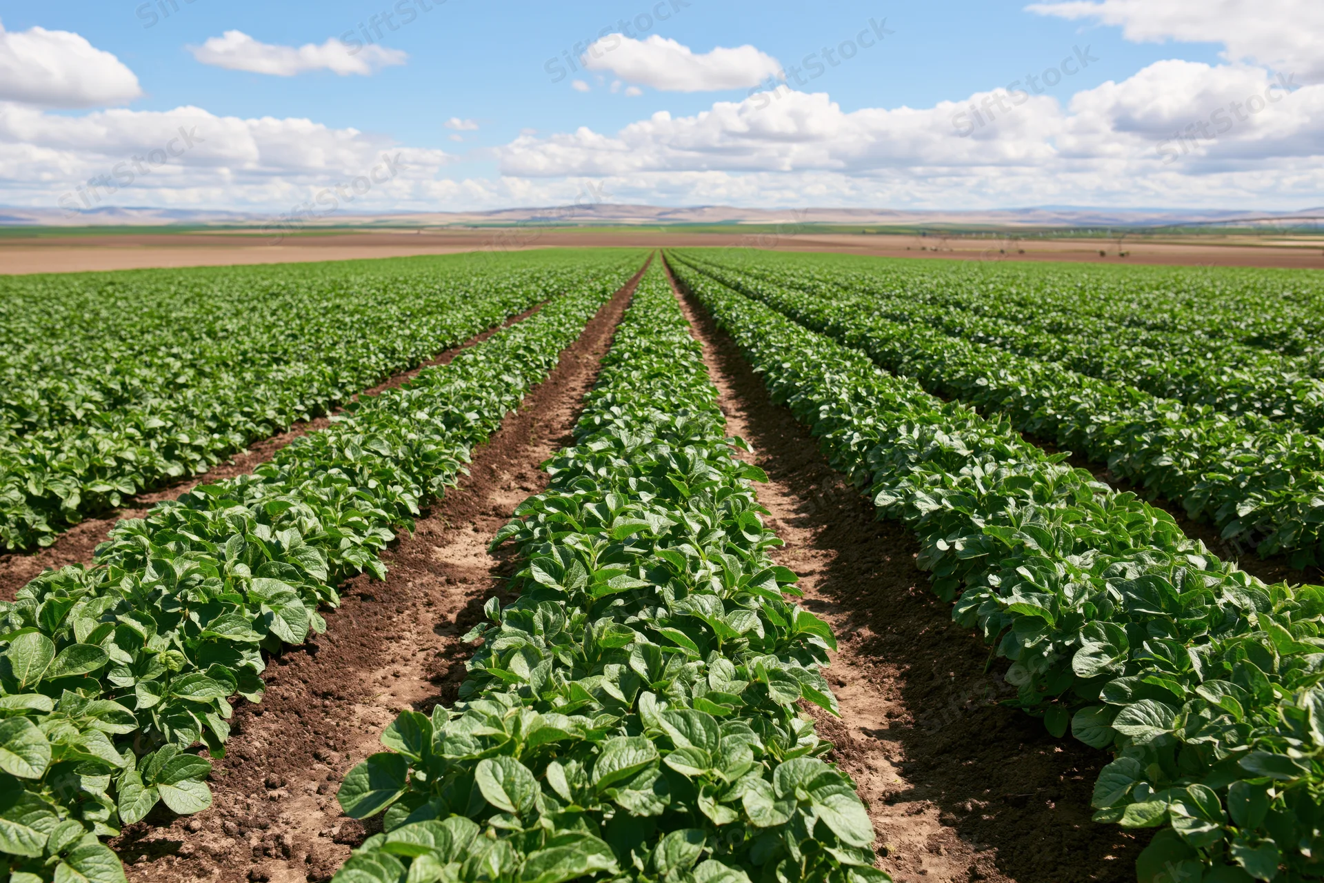 Rows of green potato plants growing in neat lines across a vast open field under a blue sky with scattered clouds