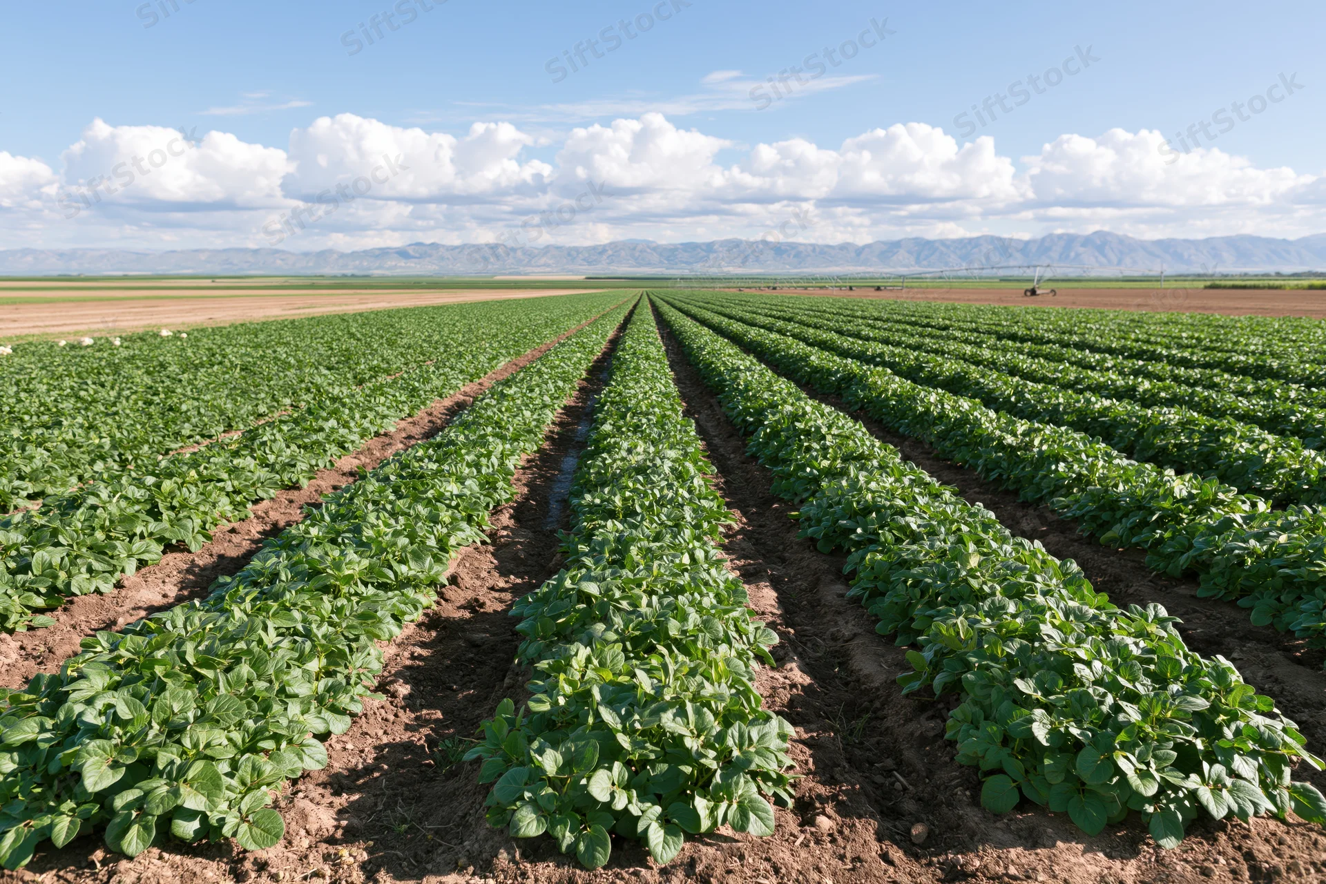 Rows of green potato plants growing in a field under a blue sky with clouds and distant mountains
