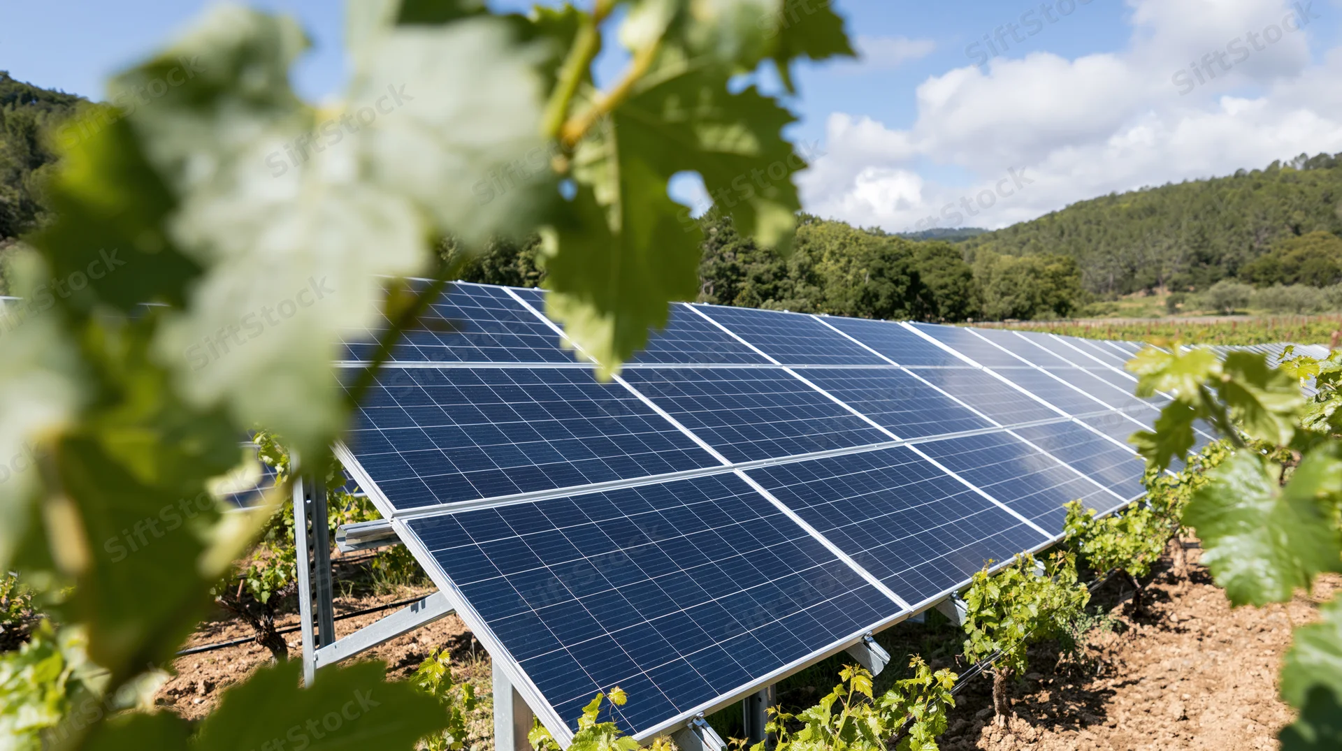 Solar panels installed in rows between grapevines in a vineyard field