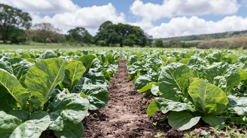Rows of leafy green cabbage plants growing in parallel lines across a farm field under a partly cloudy sky