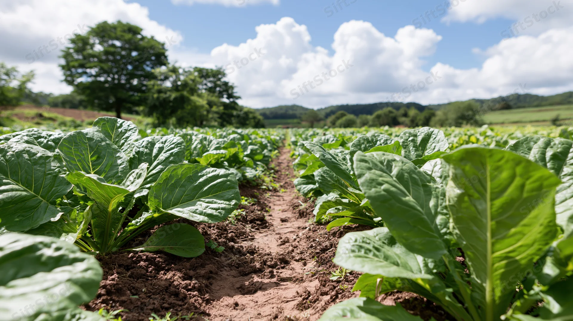 Rows of leafy green vegetable crops growing in a farm field under a blue sky with clouds