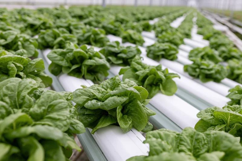 Rows of lettuce growing in white channels inside a greenhouse